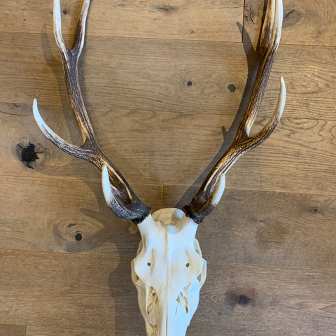 Roe Deer Antlers and Skull on Carved Wood Oak Leaf Trophy Mount