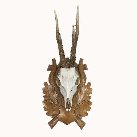 Roe Deer Antlers and Skull on Carved Wood Oak Leaf Trophy Mount